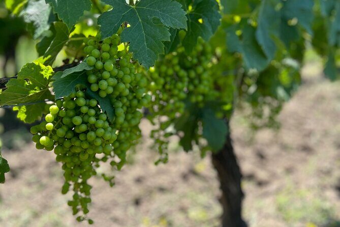 Wine Tour - Château Labrie Saint Emilion Grand Cru - Final Thoughts
