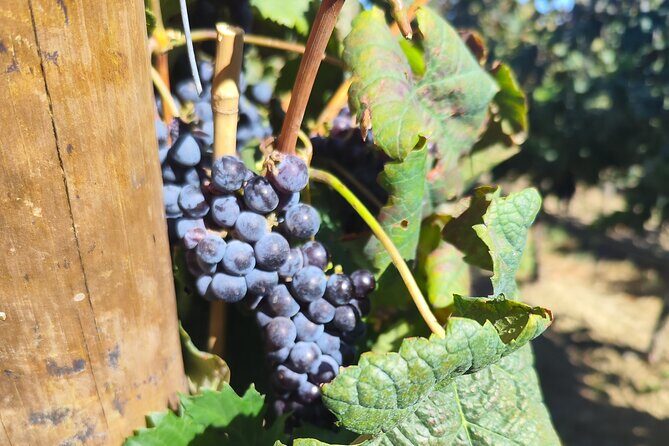 Wine Tour, discovering the famous Setúbal Moscatel - What This Tour Means for You