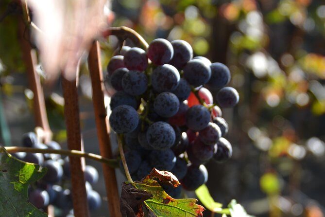 Wine Tour Experience for Family or friend's group - Exploring the Tour in Detail
