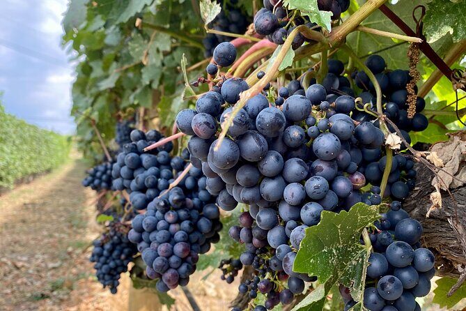 Wine Tour Experience In Lake Country 5 Wineries - An In-Depth Look at the Kelowna Wine Tour