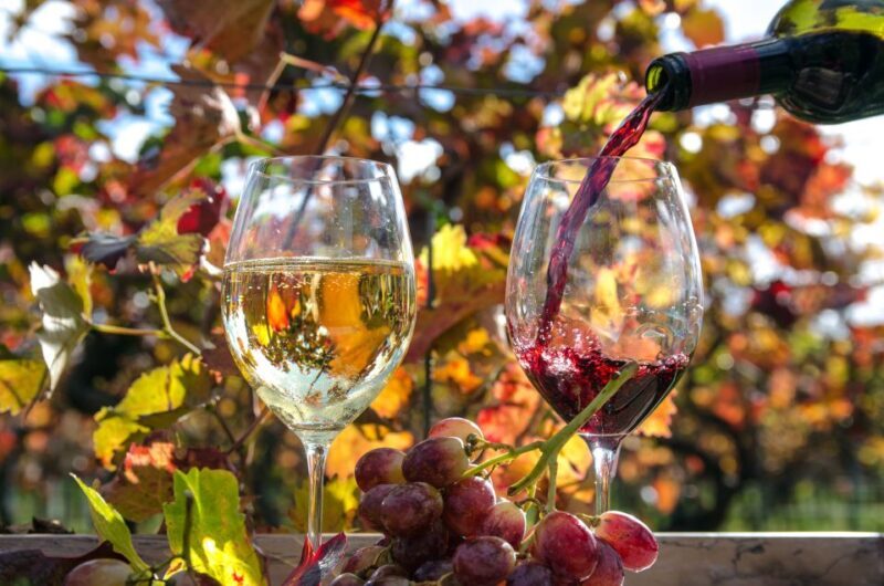 Wine Tour From lisbon with Tastings & Winemaker for a day - The Value of the Tour