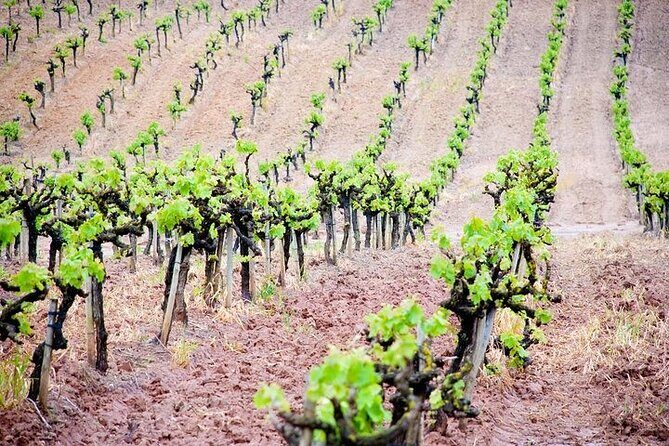 Wine Tour in Azeitão and Setúbal with Arrábida Beaches - A Closer Look at the Itinerary