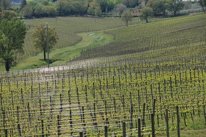 Wine tour in Umbria along the Sagrantino trail with light lunch - Exploring the Sagrantino Trail: An In-Depth Look