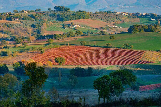 Wine tour in Umbria along the Sagrantino trail with light lunch - The Return to Assisi