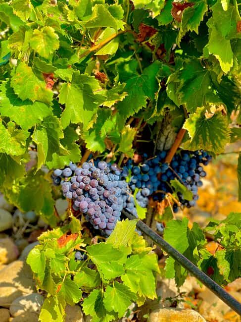 Wine Tour: On the Way to Chateauneuf du Pape - A Practical and Delightful Journey Through the South of France’s Wine Country