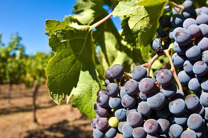 Wine Tour + Pompeii - A Deep Dive into the Experience