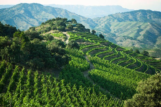 WINE TOUR PRIORAT: Visit 2 Top Wineries, Wine Tasting & Gourmet Lunch - Exploring the Priorat Wine Region: An Authentic Journey