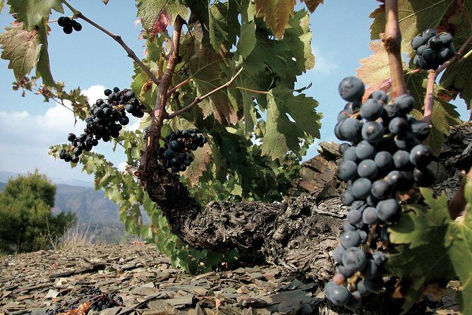 WINE TOUR PRIORAT: Visit 2 Top Wineries, Wine Tasting & Gourmet Lunch - Final Thoughts
