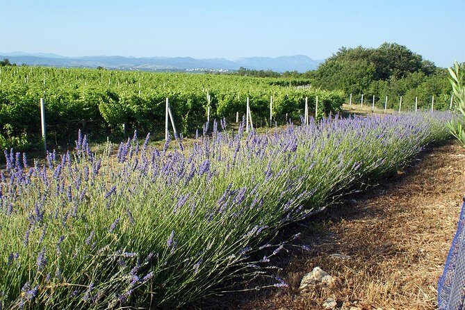 Wine Tour & Tasting (Herzegovina) - Discover the Heart of Herzegovina’s Wine Country with a Guided Tour