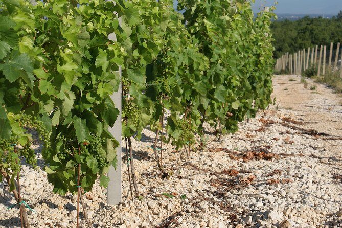 Wine Tour & Tasting (Herzegovina) - Final Thoughts