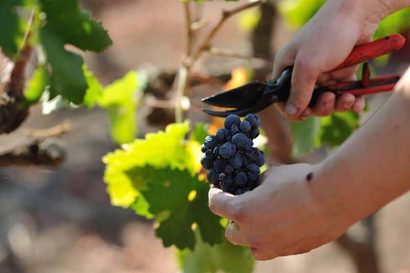 Wine Tour "The pearls of Manduria" - Frequently Asked Questions