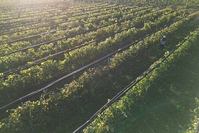 Wine Tour to Colonia Caroya, Cordoba - Half Day - Key Points