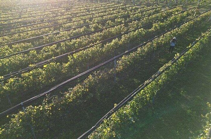 Wine Tour to Colonia Caroya, Cordoba - Half Day - Who Will Love This Tour?