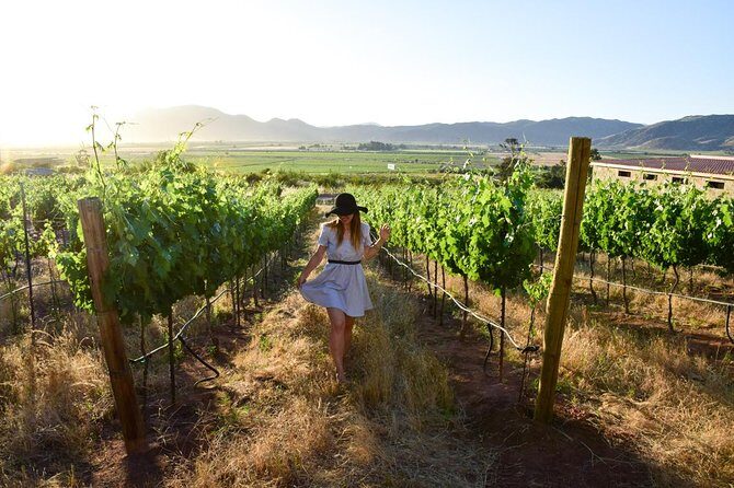 Wine tour valley of guadalupe - Key Points