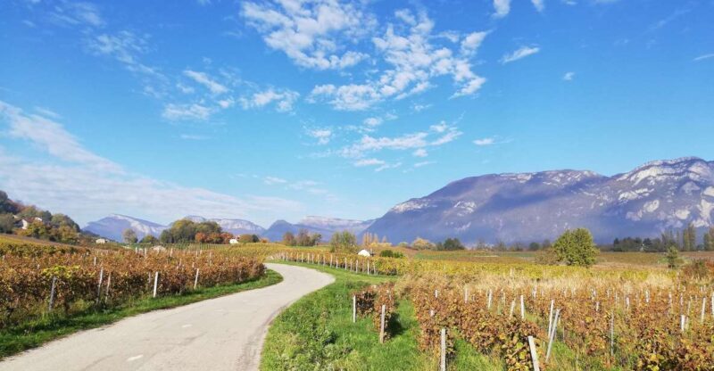 Wine Tour with private driver - What’s Included and What You Should Know