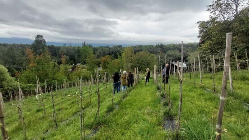 Wine Tour with tasting at Pucón's first winery - Frequently Asked Questions