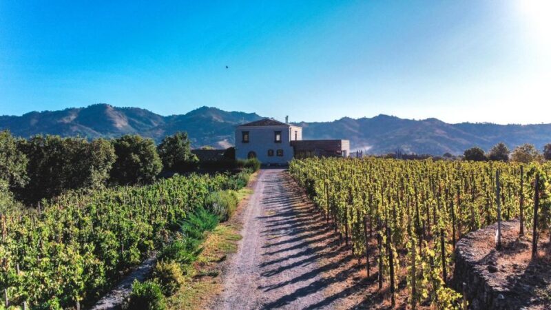 Wine tour with wine tasting - A Deep Dive into the Etna Wine Tour Experience