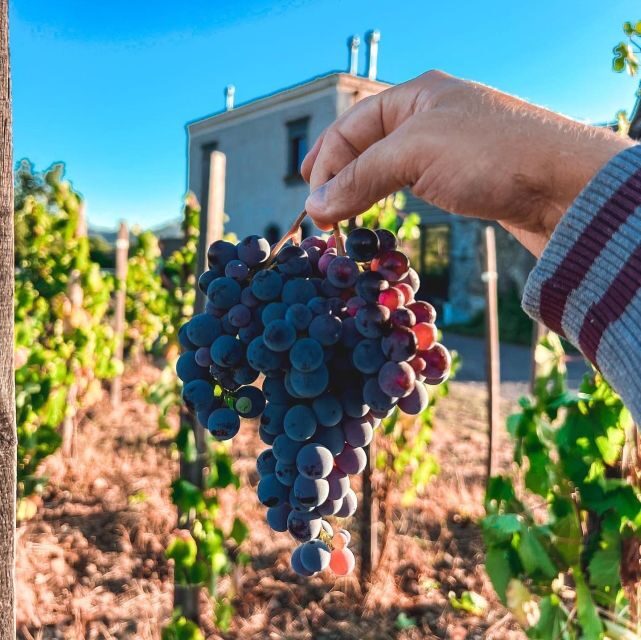 Wine tour with wine tasting - FAQs