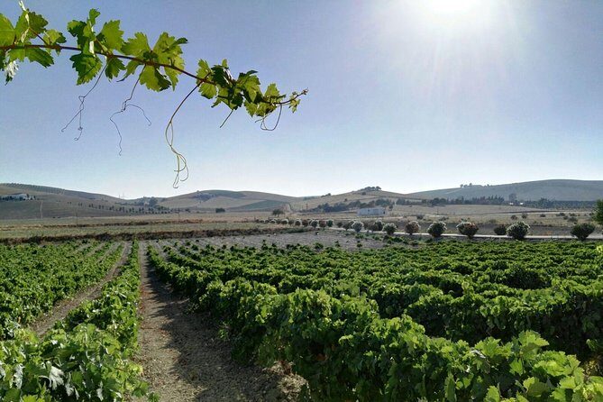 Wine Tourism Half Day Tour - Final Thoughts: Who Is This Tour Best For?