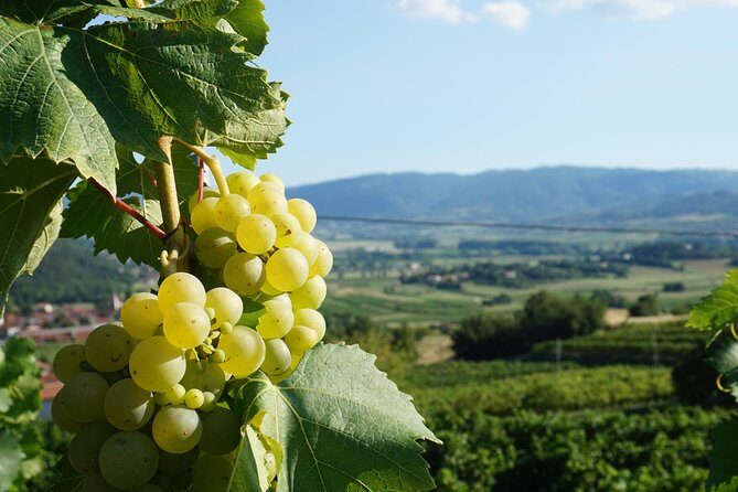 Wine Tourism Half Day Tour - Frequently Asked Questions
