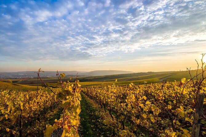 Wine Tours Sydney - Southern Highlands Day Escape, Full Day Wine Tasting Tour - Exploring the Southern Highlands: A Full-Day Wine Tasting Journey from Sydney