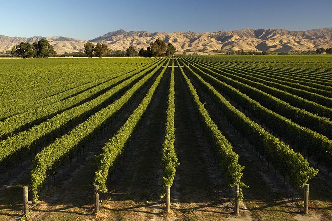 Wine trail and Christchurch City - Luxury, Small Group Tour - Authentic Traveler Perspectives