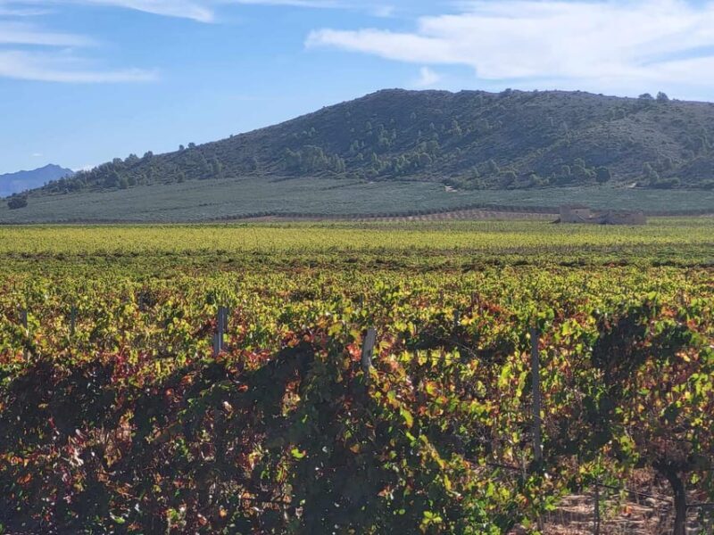 Wine trip in the Alicante region served 4 courses lunch! - An In-Depth Look at the Alicante Wine Tour