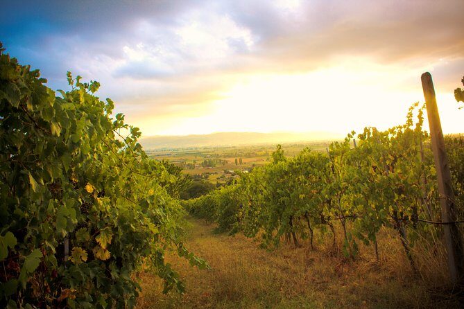 Winemaker for a Day: Tour an Organic Winery - An In-Depth Review of the Organic Winery Tour in Assisi