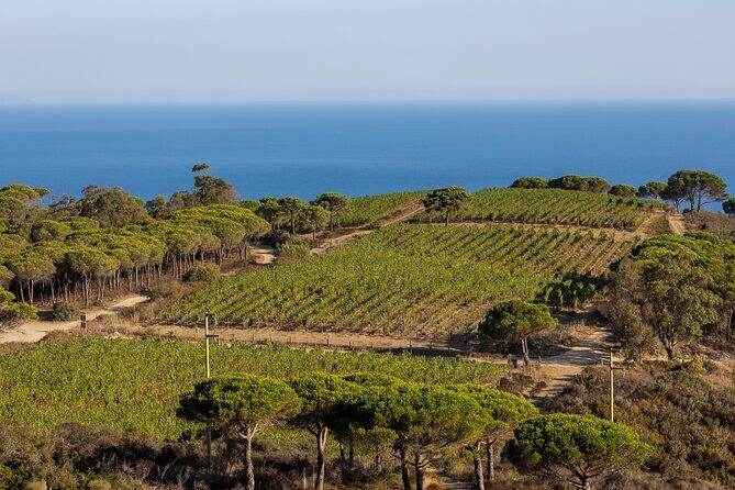 Winemaker's Alcove at Tenuta delle Ripalte - Key Points