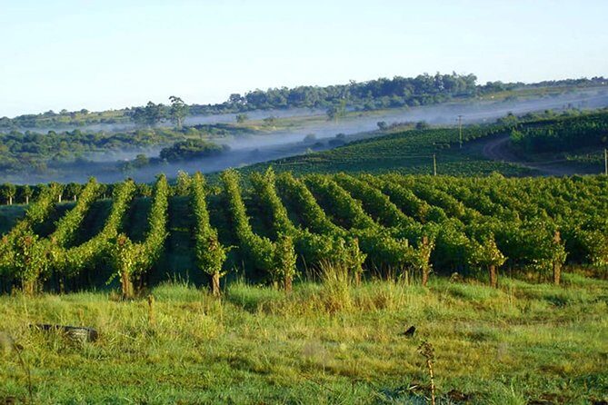 Wineries of the South, Maria Fumaça Train and Italian Epic Park - A Detailed Look at the Tour Experience