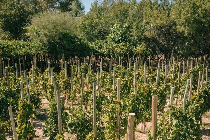 Winery The Enemy + Argentine Roast with Wine. Private transportation - FAQs