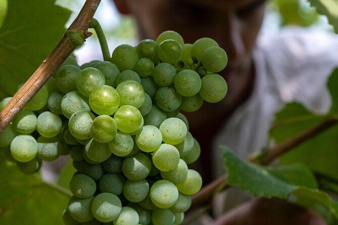Winery Tour and tasting - Discover the Flavors of Parma: A Winery Tour and Tasting Experience