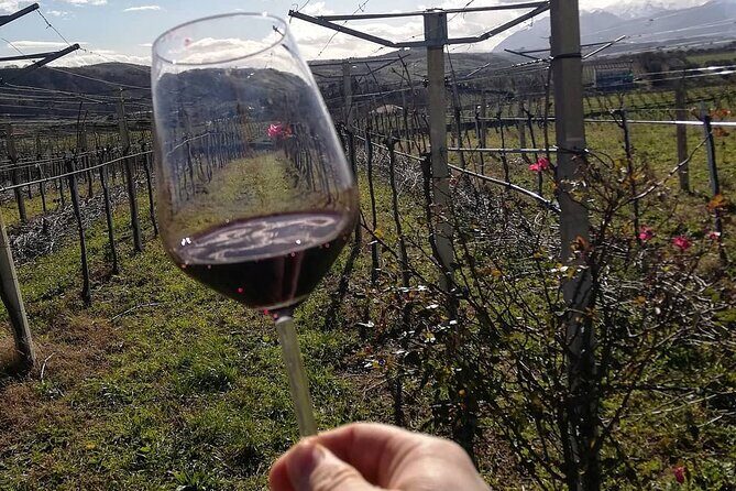 Winery Tour and Tasting in Abruzzo - Authentic Wine and Olive Oil Tasting in Abruzzo: What You Need to Know
