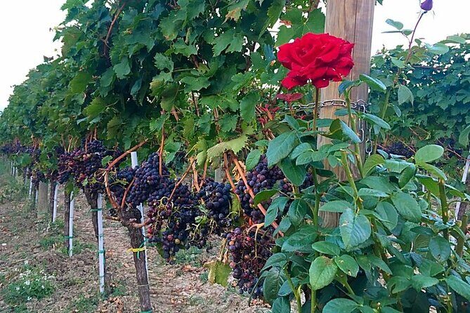 Winery Tour and Tasting in Abruzzo - Exploring the Abruzzo Winery Tour in Detail