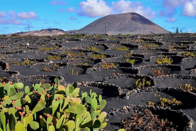 Winery Tour and Tasting in Tenerife with the Sommelier - The Experience in Detail