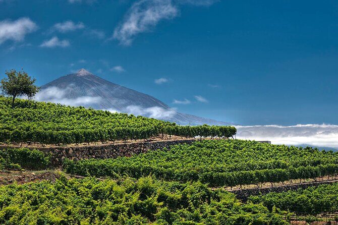 Winery Tour and Tasting in Tenerife with the Sommelier - FAQ