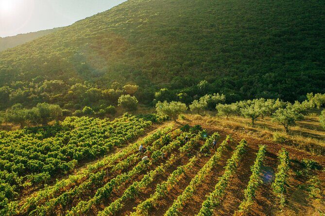 Winery Tour and Tasting in Zakynthos with the Winemaker - Key Points