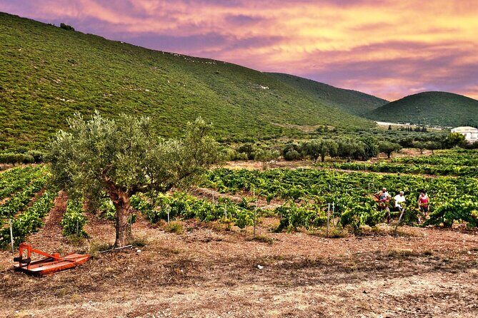 Winery Tour and Tasting in Zakynthos with the Winemaker - Final Thoughts