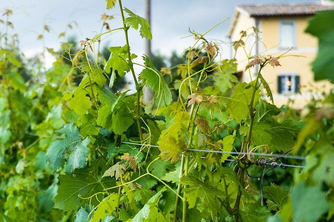 Winery tour and wine & cheese tasting - Tasting and Pairing: Five Wines and Organic Goat Cheese
