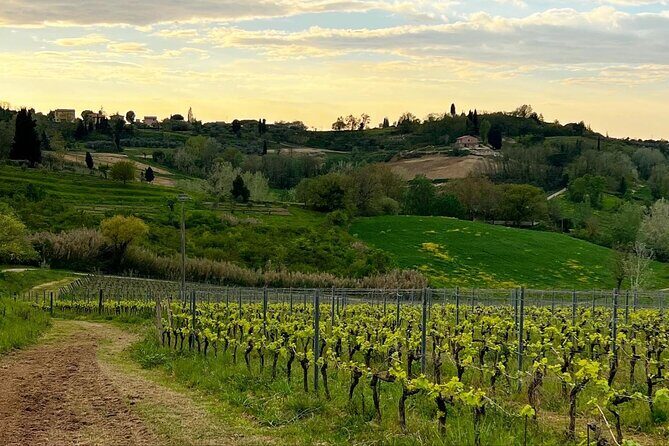Winery Tour & Tasting in Pisa Countryside - Explore Tuscany with a Winery Tour & Tasting Near Pisa