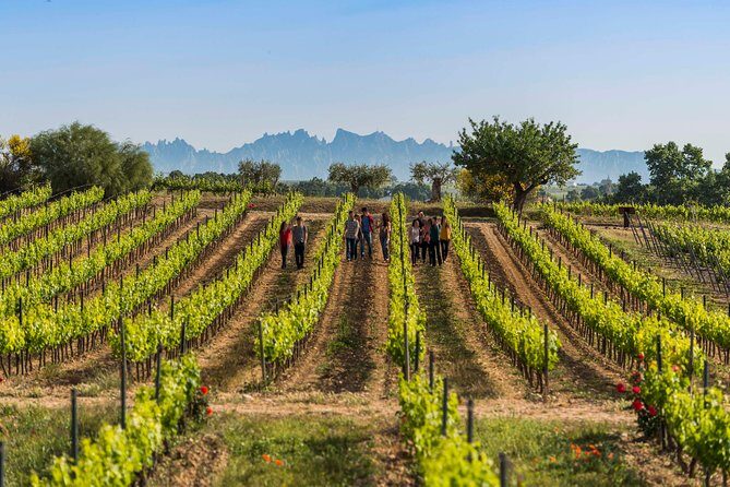Winery Tour with Private Luxury Vehicle from Barcelona with Hotel pick up - Experience the Essence of Catalan Wine in Style
