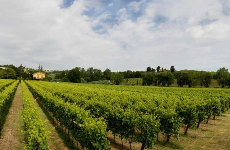 Winery Tour with Wine & Food Tasting near Riccione & Rimini - A Genuine Taste of Emilia-Romagna’s Wine Heritage