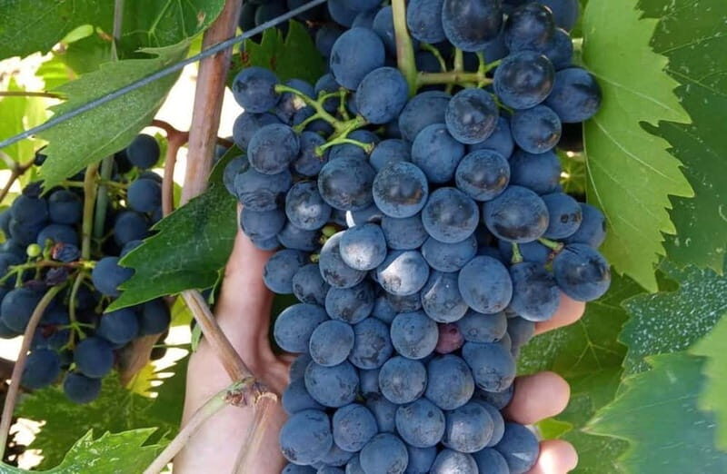 Winery Tour with Wine & Food Tasting near Riccione & Rimini - The Sum Up