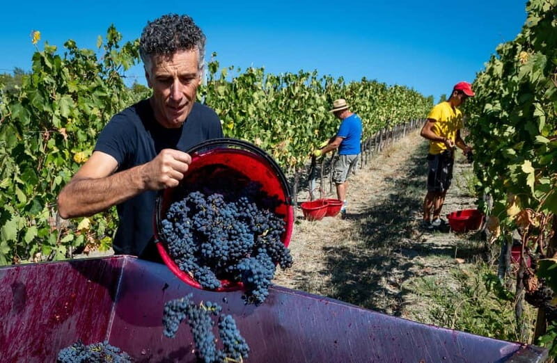 Winery Tour with Wine & Food Tasting near Riccione & Rimini - Frequently Asked Questions
