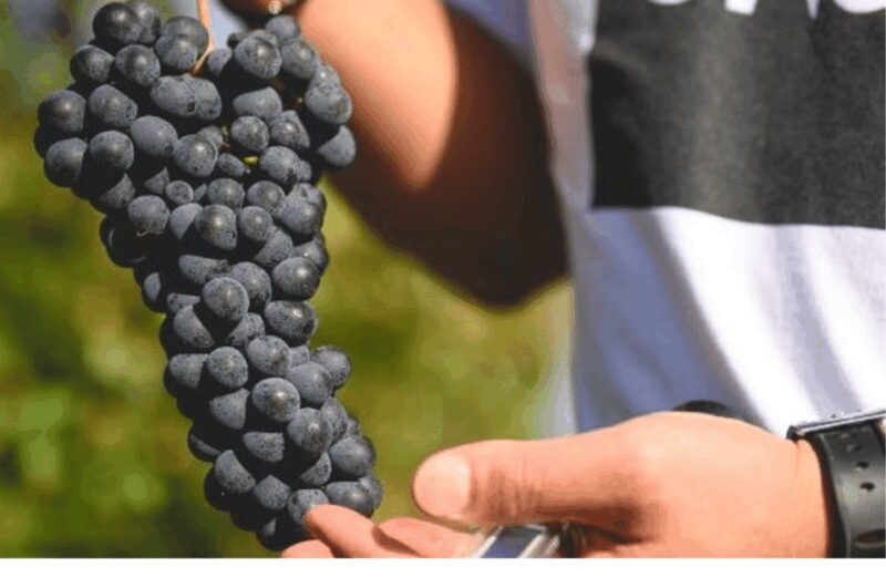 Winery Visit on Parma Hills & Wine Tasting with Food Platter - FAQ