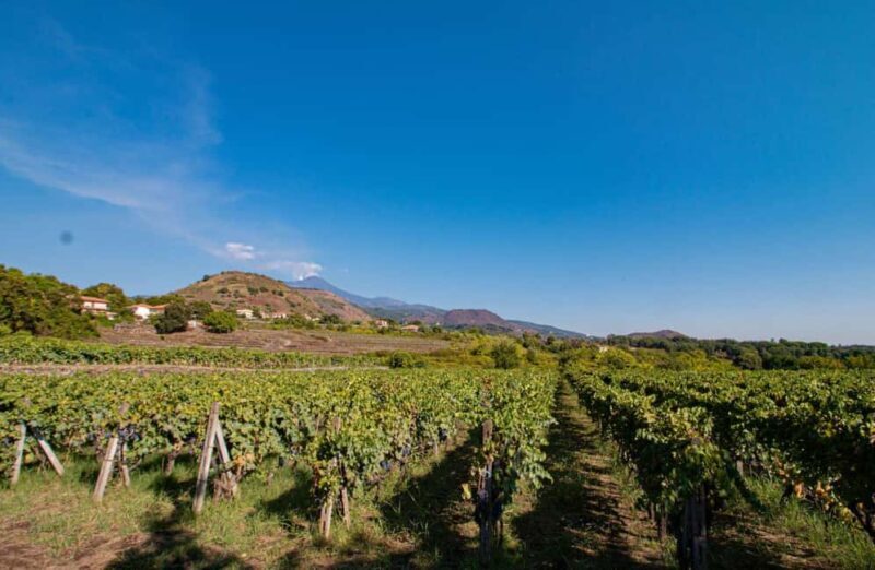 Winery Visit & Tasting on the Volcanic Slopes near Catania - Winery Visit & Tasting on the Volcanic Slopes near Catania