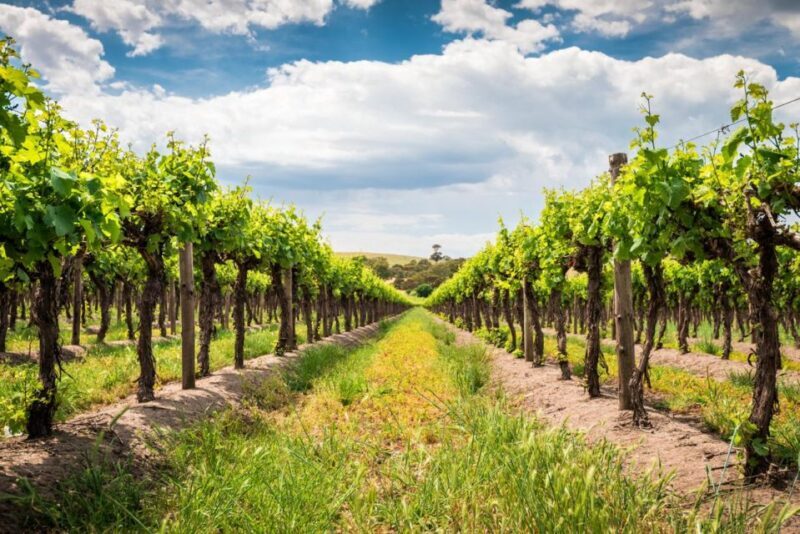 Wines and Whispers: A Barossa Valley Wine Tour from Adelaide - Why This Tour Stands Out