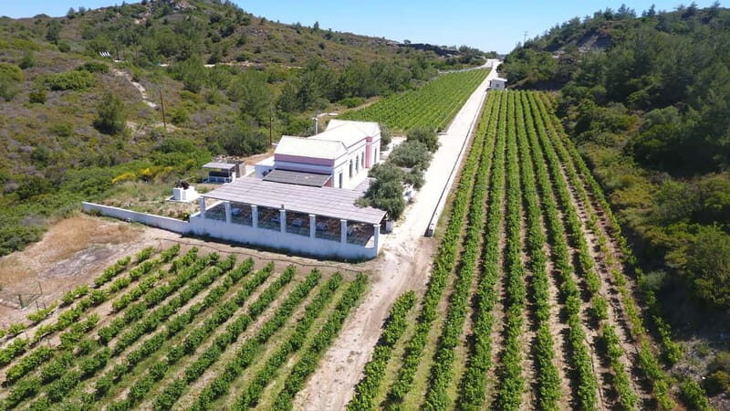 Wines of Rhodes: Traditional Wine Tasting in the vineyards - An In-Depth Look at the Winery Tour near Rhodes