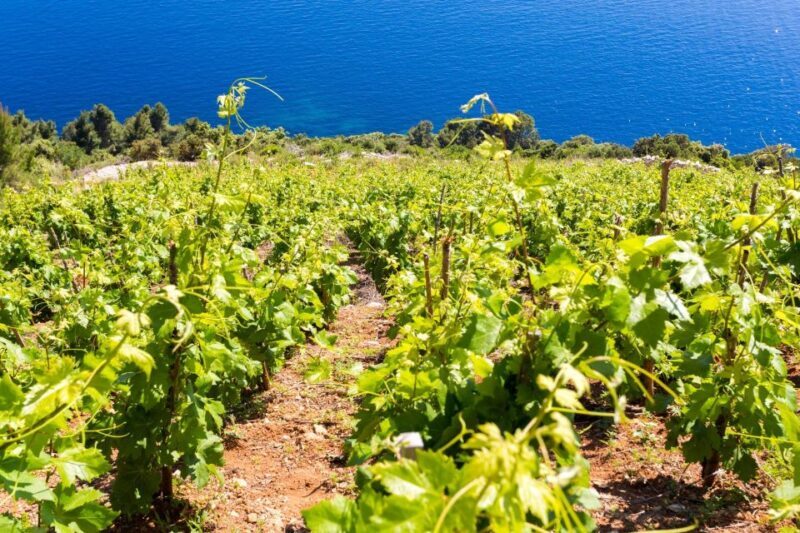 Winetasting in Konavle valley and Gastro Tour from Dubrovnik - FAQ
