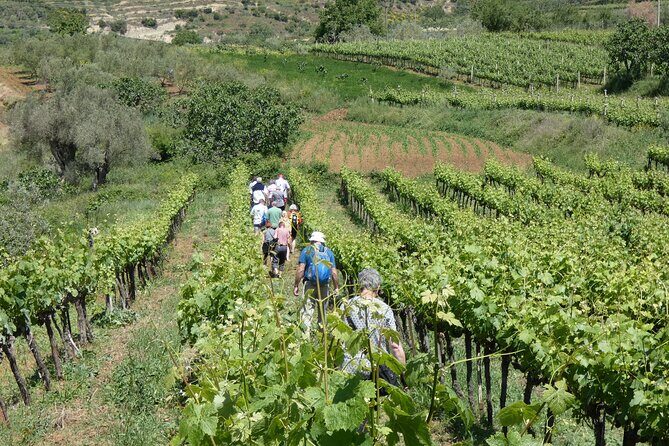 Winetasting tour in Alpeta winery - Roshnik village by 1001 Albanian Adventures - Authenticity and Reviews